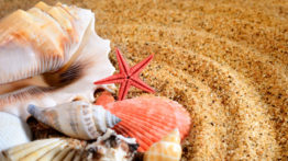 sea star and shells on the sandy beach