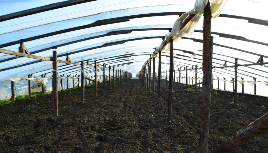 The greenhouse for growing vegetables in greenhouses