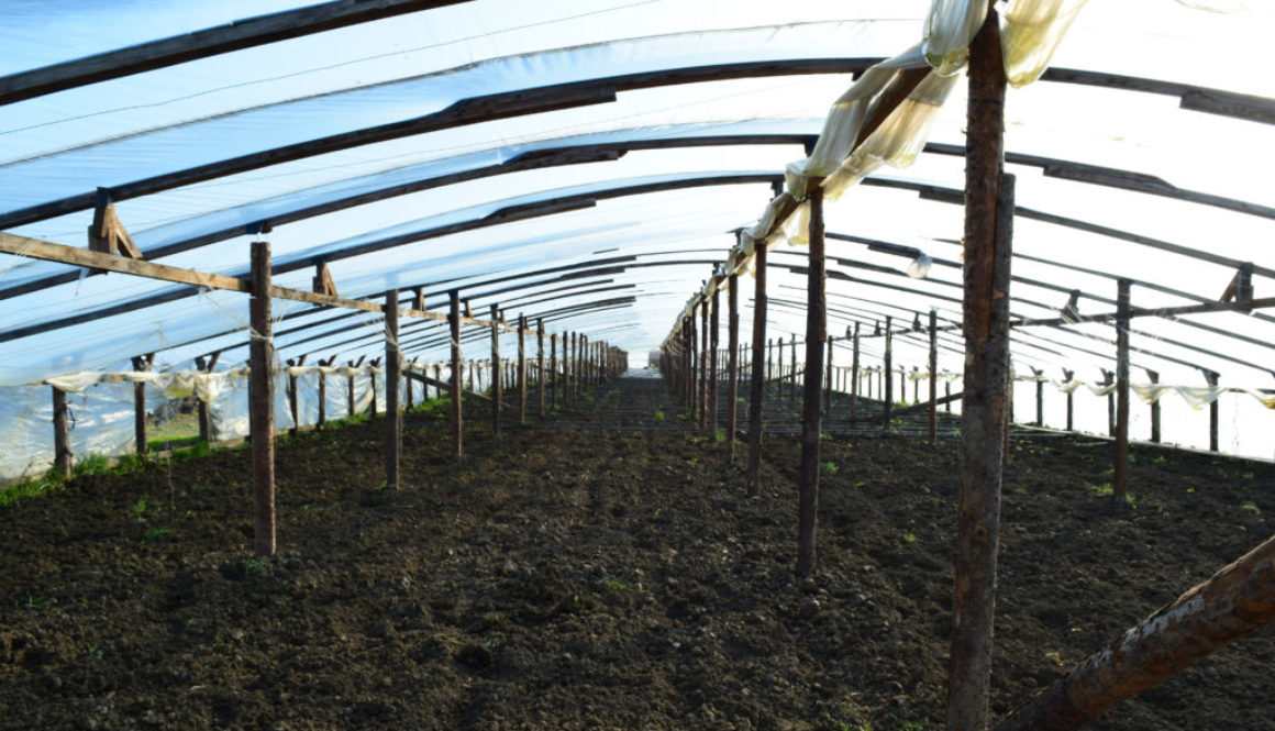 The greenhouse for growing vegetables in greenhouses