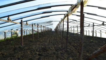 The greenhouse for growing vegetables in greenhouses